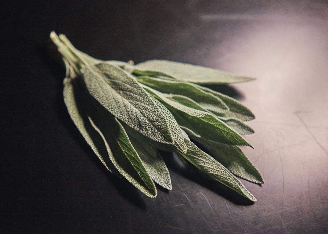 Sauge officinale — plante alliée de la ménopause